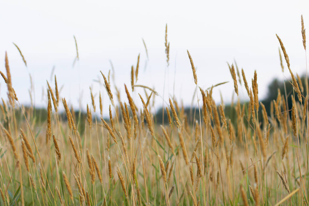 beautiful landscape of the field with wheat ears - Foto, afbeelding