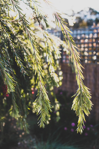 native Australian callistemon bottle brush tree with red flowers outdoor in idyllic sunny backyard shot at shallow depth of field - 写真・画像