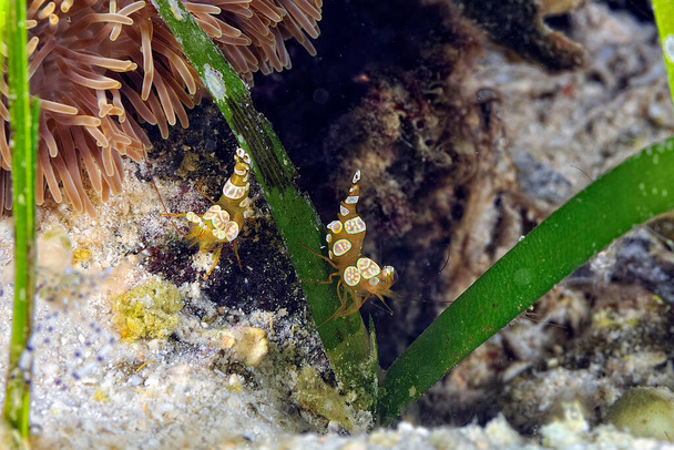 Une photo d'une belle crevette Ambon - Photo, image