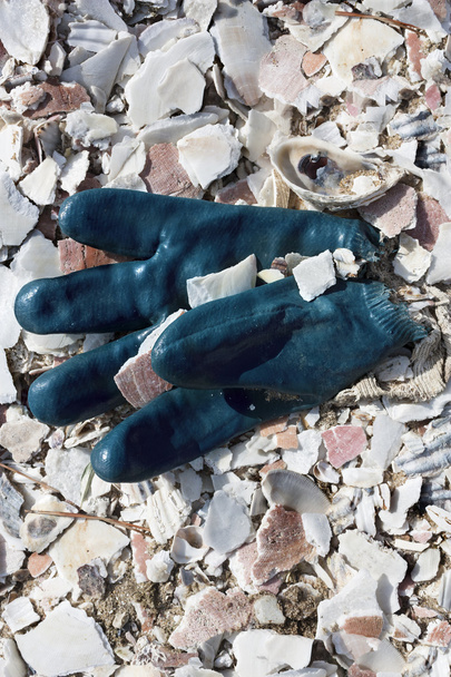 海の貝の山でゴム手袋 - 写真・画像