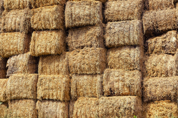 Pakhuis van rechthoekige balen hooi. De ongelijke textuur van een stapel droog stro verzameld voor diervoeder. Stapel droge hooibalen. Buiten. - Foto, afbeelding