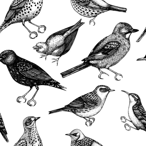 Seamless pattern with hand-sketched detailed birds illustrations in engraved style. Passerine Birds background. Wildlife drawings backdrop. Vintage birds sketches set.  - Wektor, obraz