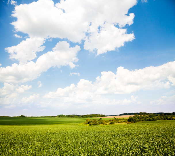 Yeşil tarlalı ve mavi gökyüzüyle yaz manzarası - Fotoğraf, Görsel