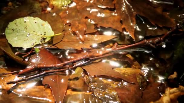 természetes patak szépít - Felvétel, videó
