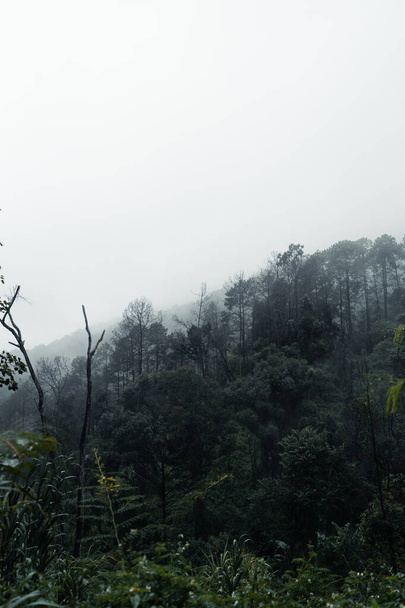 trees and mountains on rainy day and fog - Foto, Bild