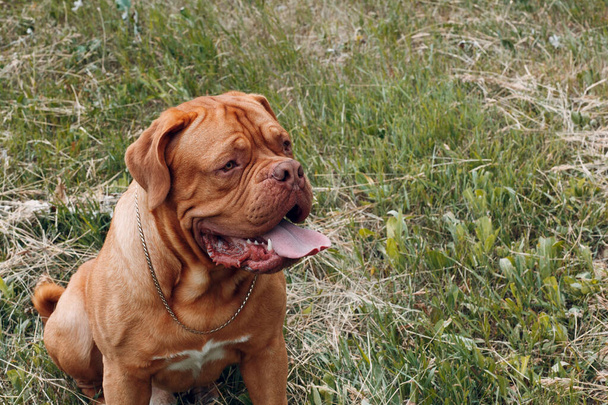 Portrait Dogue de Bordeaux. Dog mastiff pet. - Photo, Image