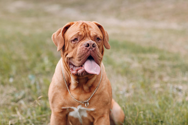 Retrato Dogue de Bordeaux. Cão mastim francês pet. - Foto, Imagem