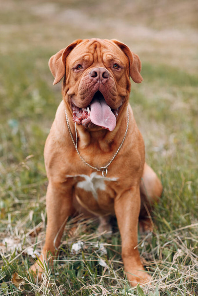 Retrato Dogue de Bordeaux. perro francés mastín mascota. - Foto, imagen