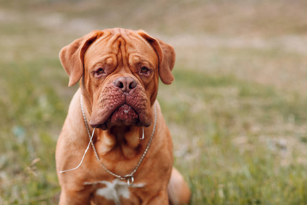 Retrato Dogue de Bordeaux. Mastiff perro mascota. - Foto, imagen