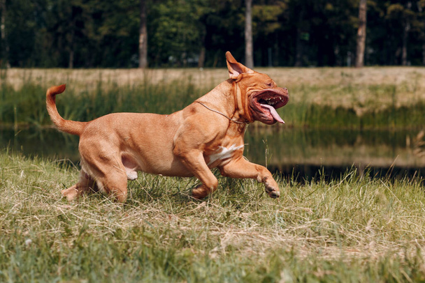 Retrato de Dogue de Bordeaux. Mastiff perro mascota
. - Foto, imagen