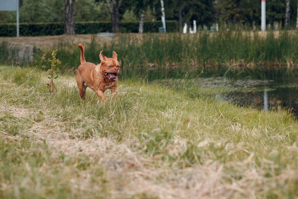 Portrait running Dogue de Bordeaux. Dog mastiff pet. - Photo, Image