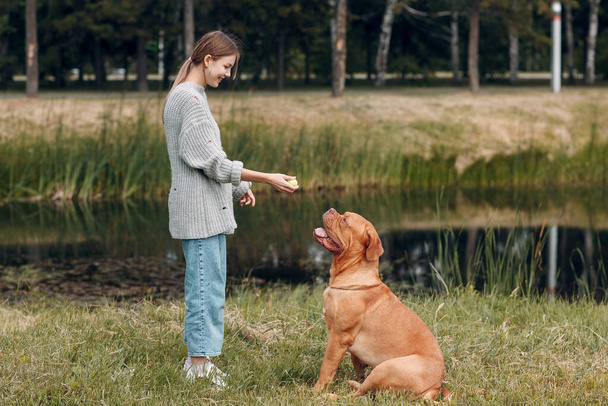 Dogue de Bordeaux or French Mastiff with young woman playing with ball at outdoor park - Photo, Image