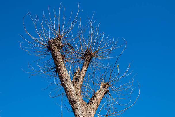 Blattlose trockene Zweige vor tiefblauem Himmel - Foto, Bild