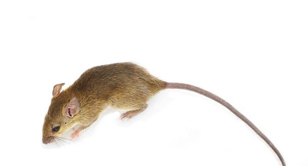 Rat isoleren op witte achtergrond, Muis is knaagdieren die vuil veroorzaken en kunnen dragers van de ziekte, Muizen in het licht van boven - Foto, afbeelding