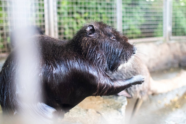 Close-up of nutria at zoo. View from behind a cage on many big rat animals. Yellow teeth and claws. Keeping animals in cages. Nutria in the video are washing, standing on their hind legs and eating - Photo, Image