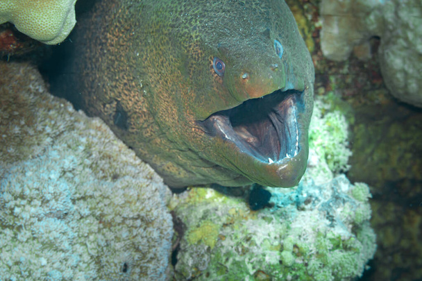 Peces del Mar Rojo. Morena gigante como su nombre indica, la morena gigante es una anguila grande, alcanzando hasta 3 m (9.8 pies) de longitud y 30 kg (66 libras) de peso. - Foto, Imagen