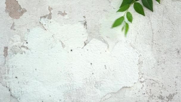 κλαδί με φύλλα σε λευκό τοίχο από μπετόν - Πλάνα, βίντεο