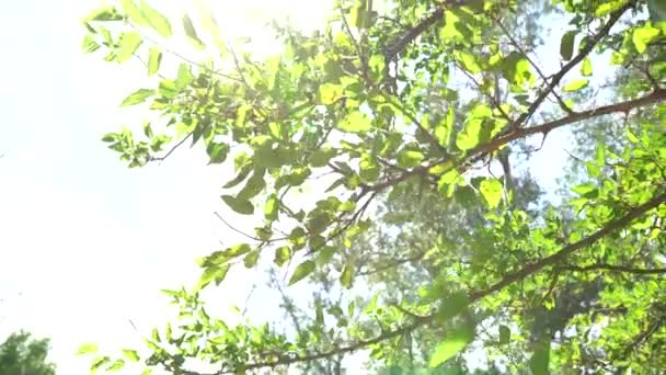 Ηλιαχτίδες λάμπουν μέσα στα δέντρα, φόντο της φύσης - Πλάνα, βίντεο