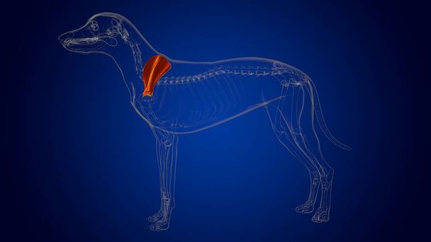 Anatomia dello scheletro del cane delle ossa di Scapula per il concetto medico Illustrazione 3D - Foto, immagini