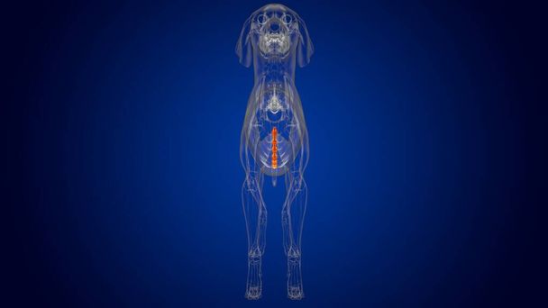 Anatomía esquelética del esqueleto del perro de los huesos del esternón para la ilustración 3D del concepto médico - Foto, Imagen