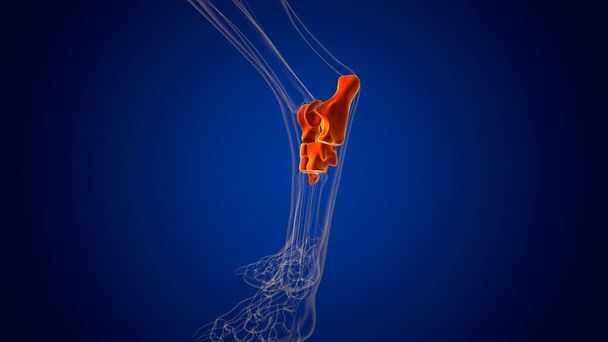 Tarsus Bones Szkielet psa Anatomia dla koncepcji medycznej Ilustracja 3D - Zdjęcie, obraz