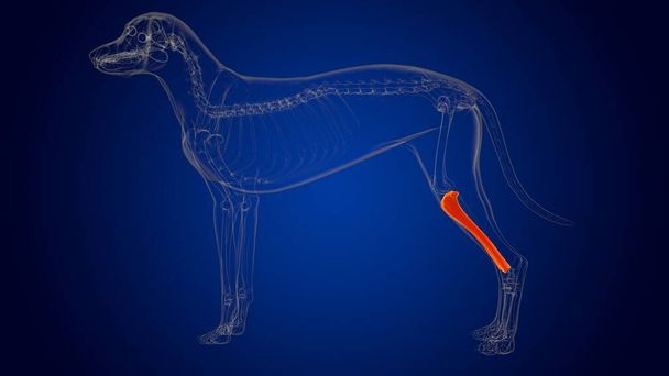 Tibia Bones Dog skeleton Anatomy For Medical Concept 3D Illustration - Fotografie, Obrázek
