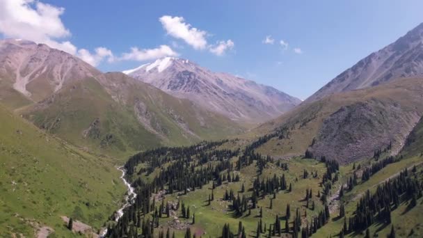 Repülni egy drónon fenyőfák és hegyek között. - Felvétel, videó