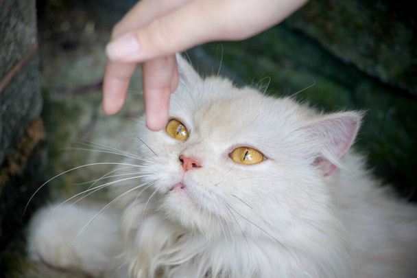 white cat looking at people hand - Foto, imagen
