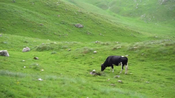 Vaca preta e branca comendo grama em um vale verde - Filmagem, Vídeo