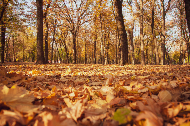 Foto vom Boden eines herbstlichen Parks mit abgefallenen Blättern und einem sonnigen Sonnenuntergang. - Foto, Bild
