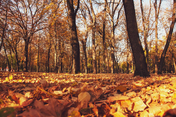 Photo from the ground of an autumn park with fallen leaves and a sunny sunset light. - Photo, Image