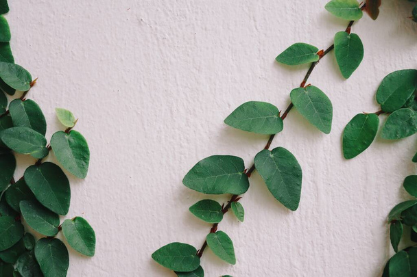 hojas verdes hiedra plantas rama naturaleza fondo o textura - Foto, Imagen