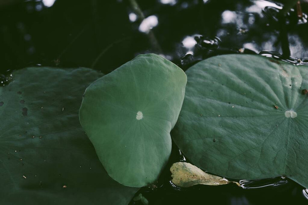 Beautiful of lotus green tropical leaves plant background or texture - Foto, Imagem