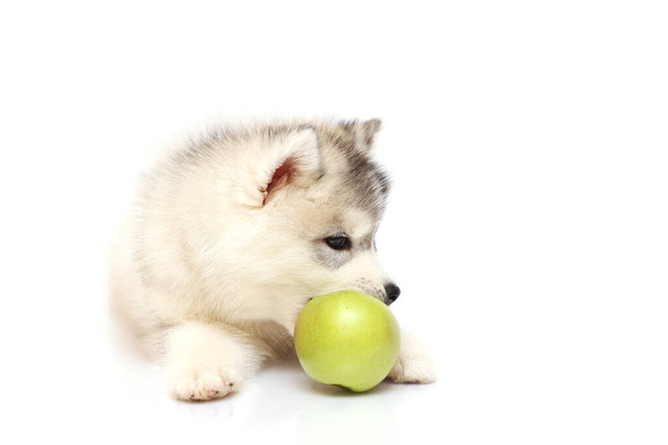 Очаровательный Сибирский Хаски щенок с зеленым яблоком - Фото, изображение