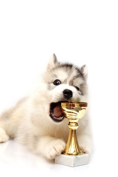 Adorable Siberian Husky puppy with award - Фото, изображение