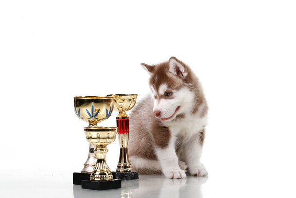 Adorable Siberian Husky puppy with awards - Foto, Imagem