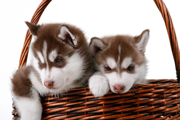 Adorabile Siberian Husky cuccioli in vimini cestino  - Foto, immagini