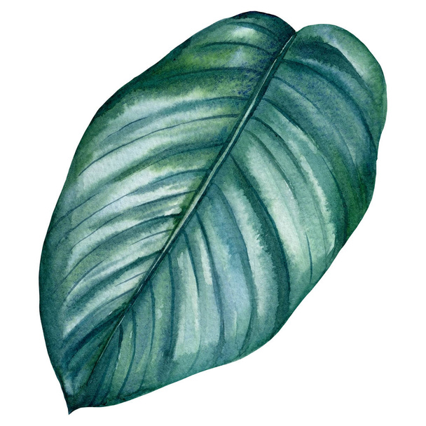 Trooppinen palmunlehti eristetyllä pohjalla, akvarellikuvitus - Valokuva, kuva