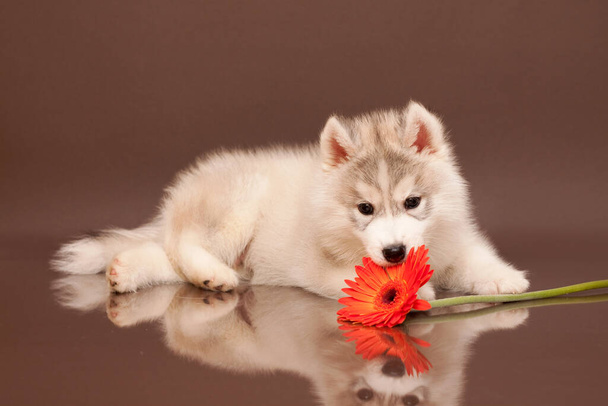 Adorable Siberian Husky puppy with flower - Fotografie, Obrázek