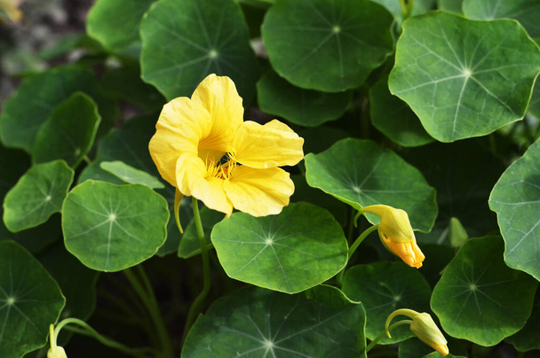 Fiore di nasturzio giallo in giardino
 - Foto, immagini