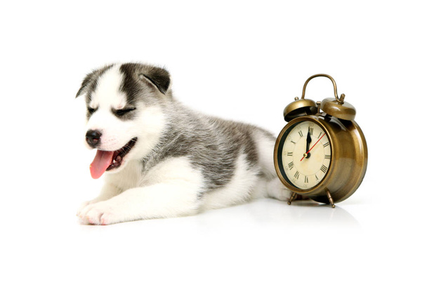 Adorable Siberian Husky puppy with alarm clock  - Valokuva, kuva