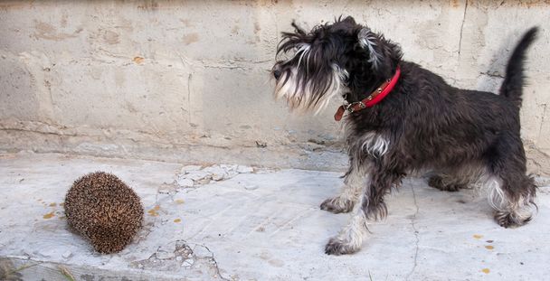 μινιατούρα schnauzer σκύλο και σκαντζόχοιρος - Φωτογραφία, εικόνα