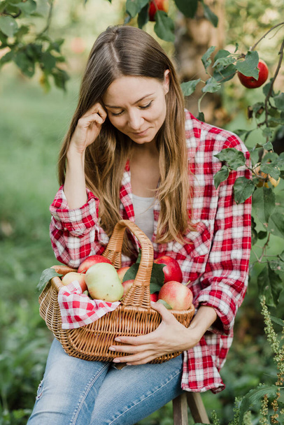 果樹園や秋の日に農場でバスケットに熟した有機リンゴを選ぶ美しい女性。収穫の概念。庭だ。熟れたりんごの入った籠を持つ女 - 写真・画像