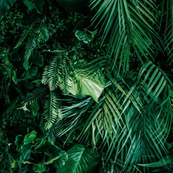 Tropical leaves as nature and environmental background, botanical garden and floral backdrop, plant growth and landscape design - Foto, immagini