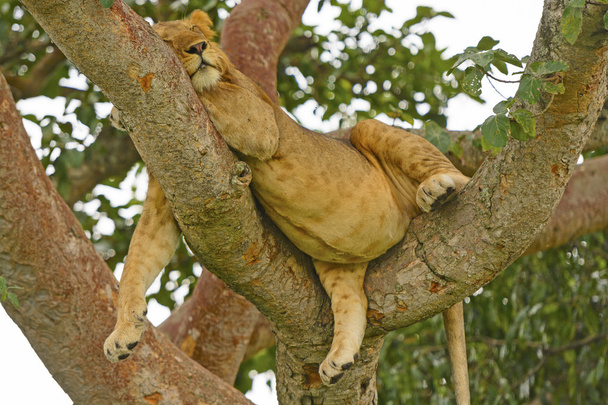 fiatal hím oroszlán pihen egy fa után egy nagy étkezés - Fotó, kép