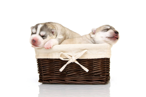 Adorabile Siberian Husky cuccioli nel cestino su sfondo studio - Foto, immagini