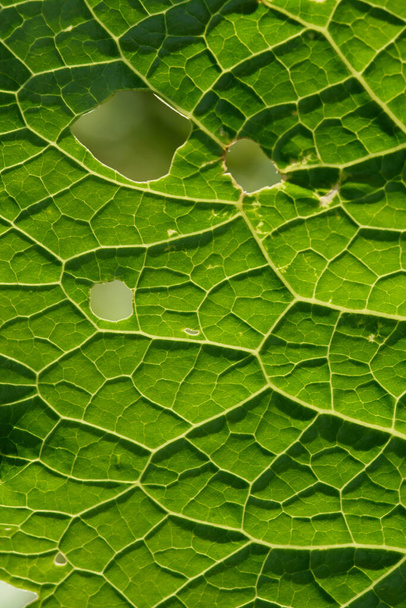 Zamknij tło. Zielony liść w podświetleniu z smugami i dziurami zjedzonymi przez owady. Liść chrzanu ma wiele przydatnych właściwości i jest używany do gotowania. - Zdjęcie, obraz