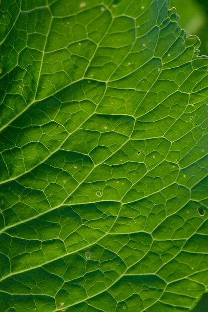 バックグラウンドを閉めろ。虫に食べられる茎や穴をバックライトに緑の葉。馬蹄形の葉には多くの有用な特性があり、調理に使用されます. - 写真・画像