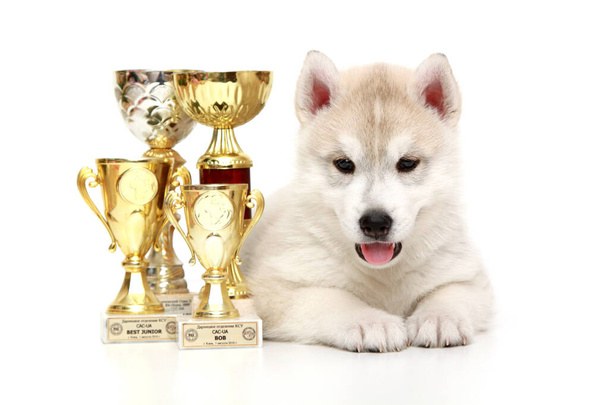 puppy of siberian husky with awards - Fotografie, Obrázek
