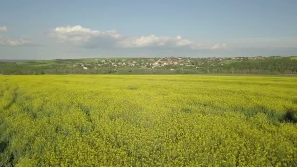Campo de colza amarilla, vuelo sobre la colza oleaginosa en el campo de la ciuntera moldava - Imágenes, Vídeo
